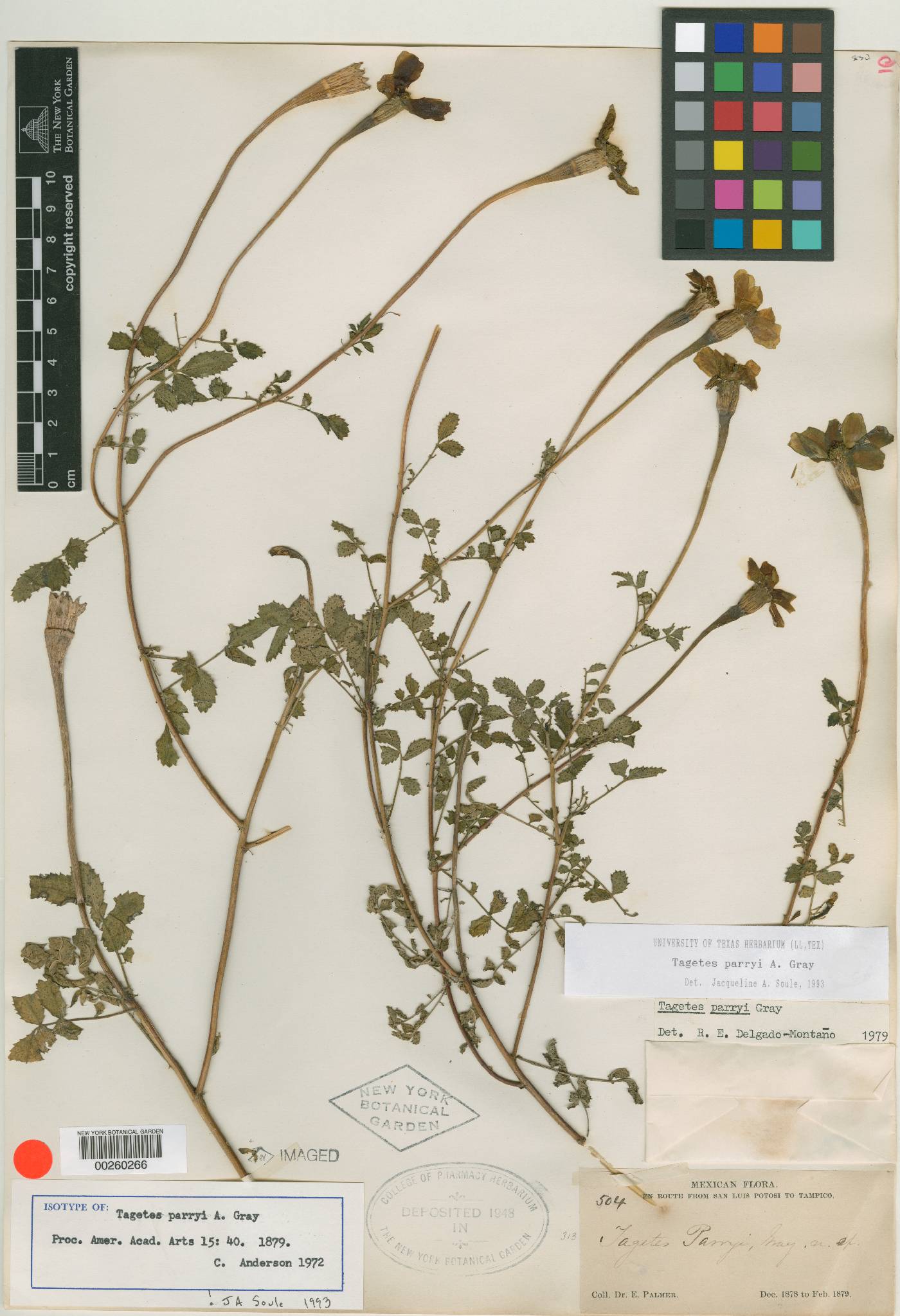 Tagetes parryi image