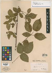 Rubus cymosus image