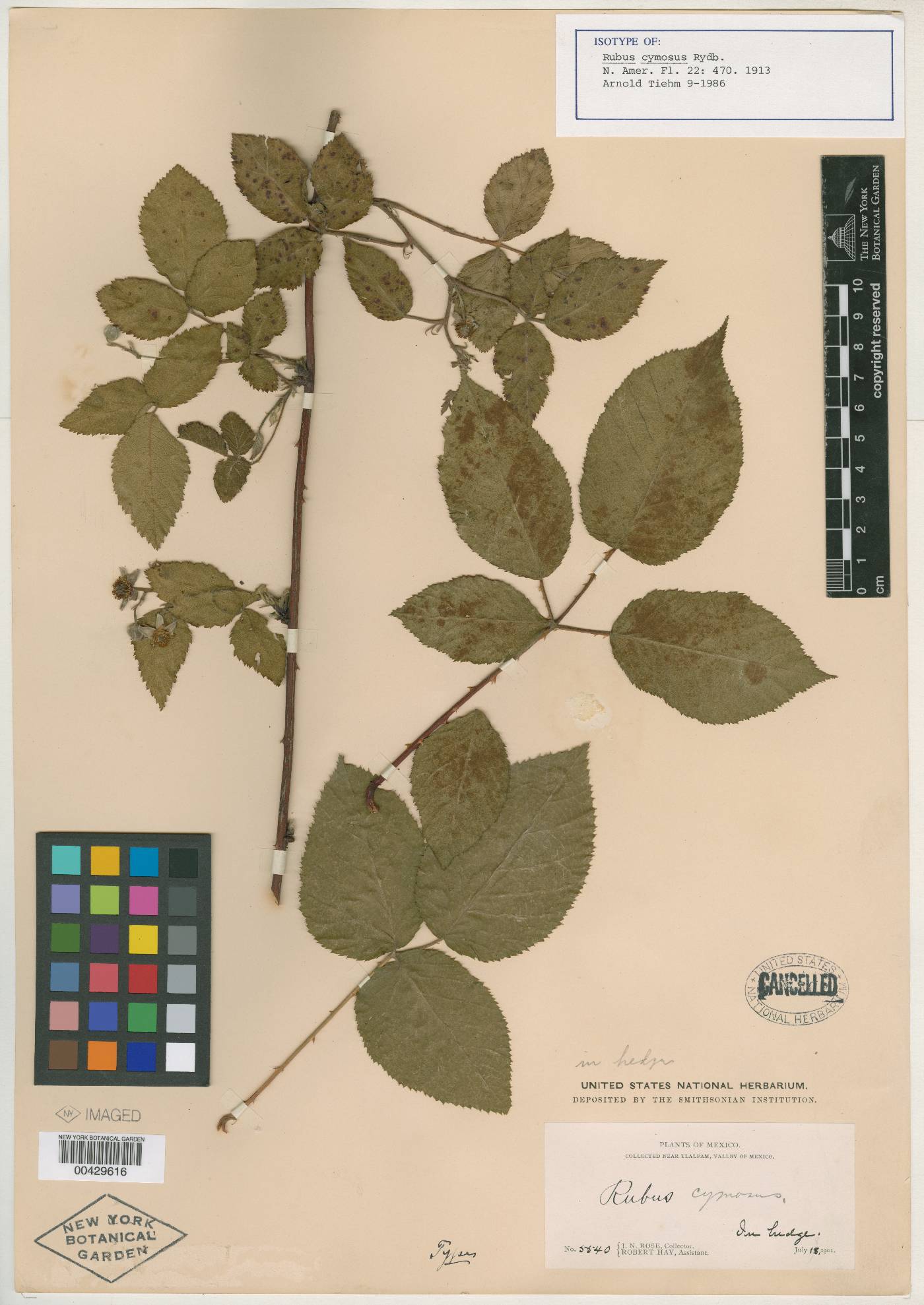 Rubus cymosus image