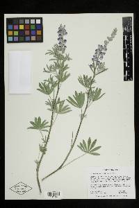 Lupinus argenteus var. argenteus image