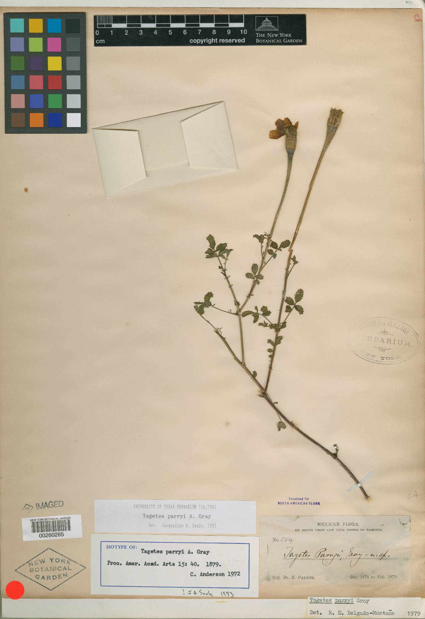 Tagetes parryi image