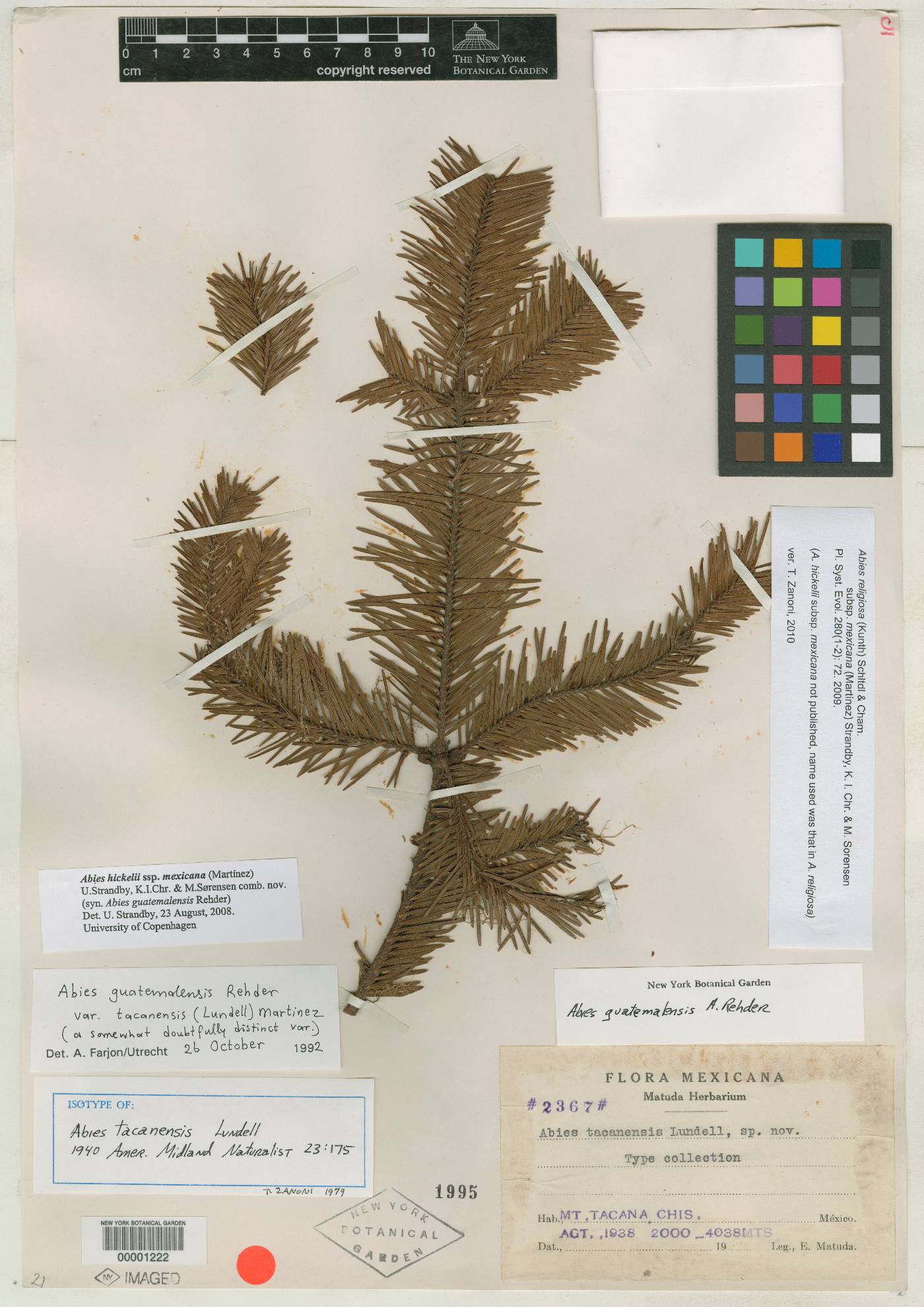 Abies guatemalensis var. guatemalensis image