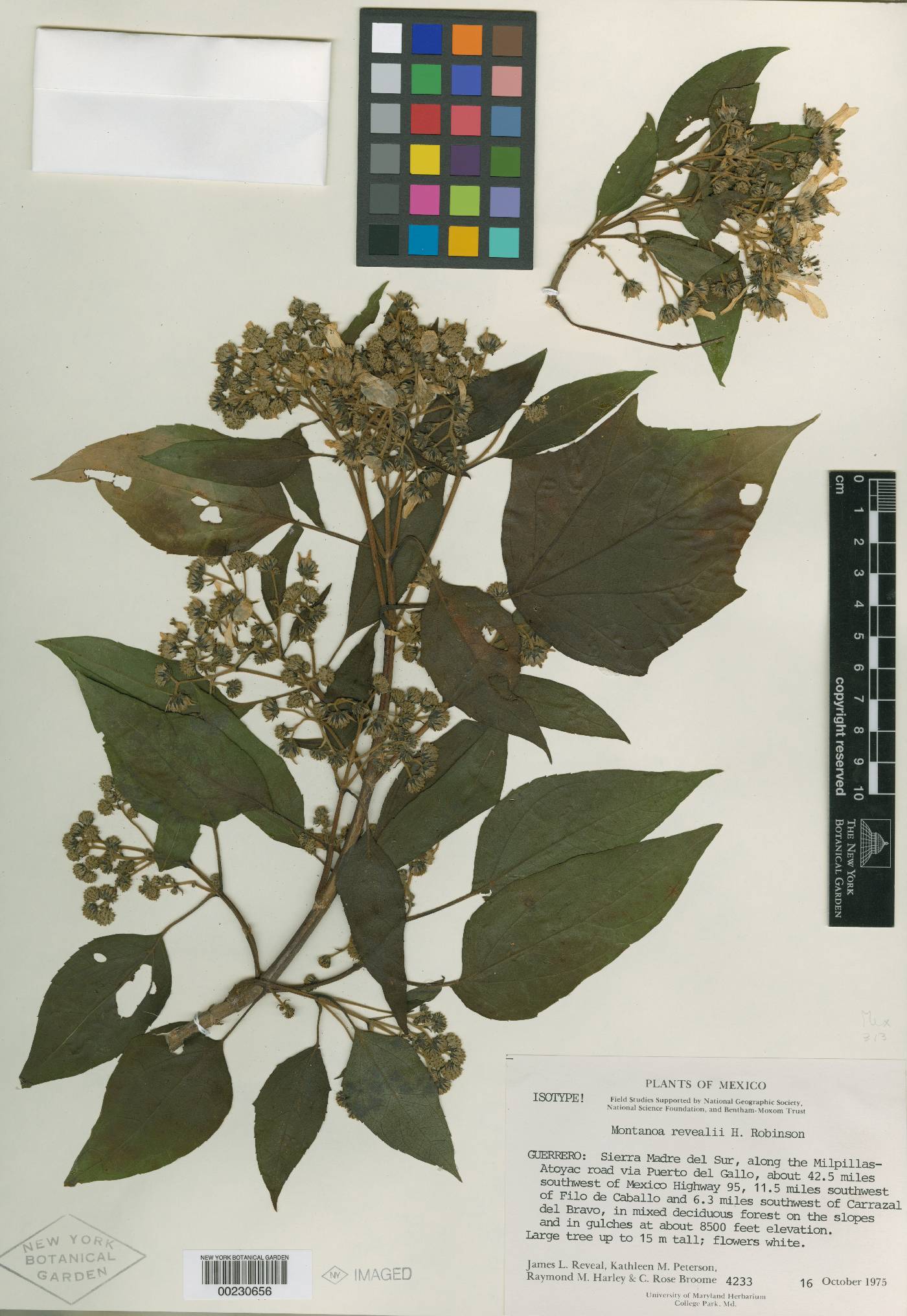 Montanoa revealii image