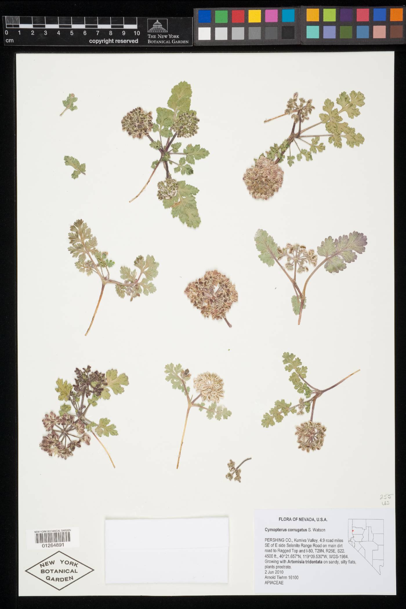 Cymopterus corrugatus image