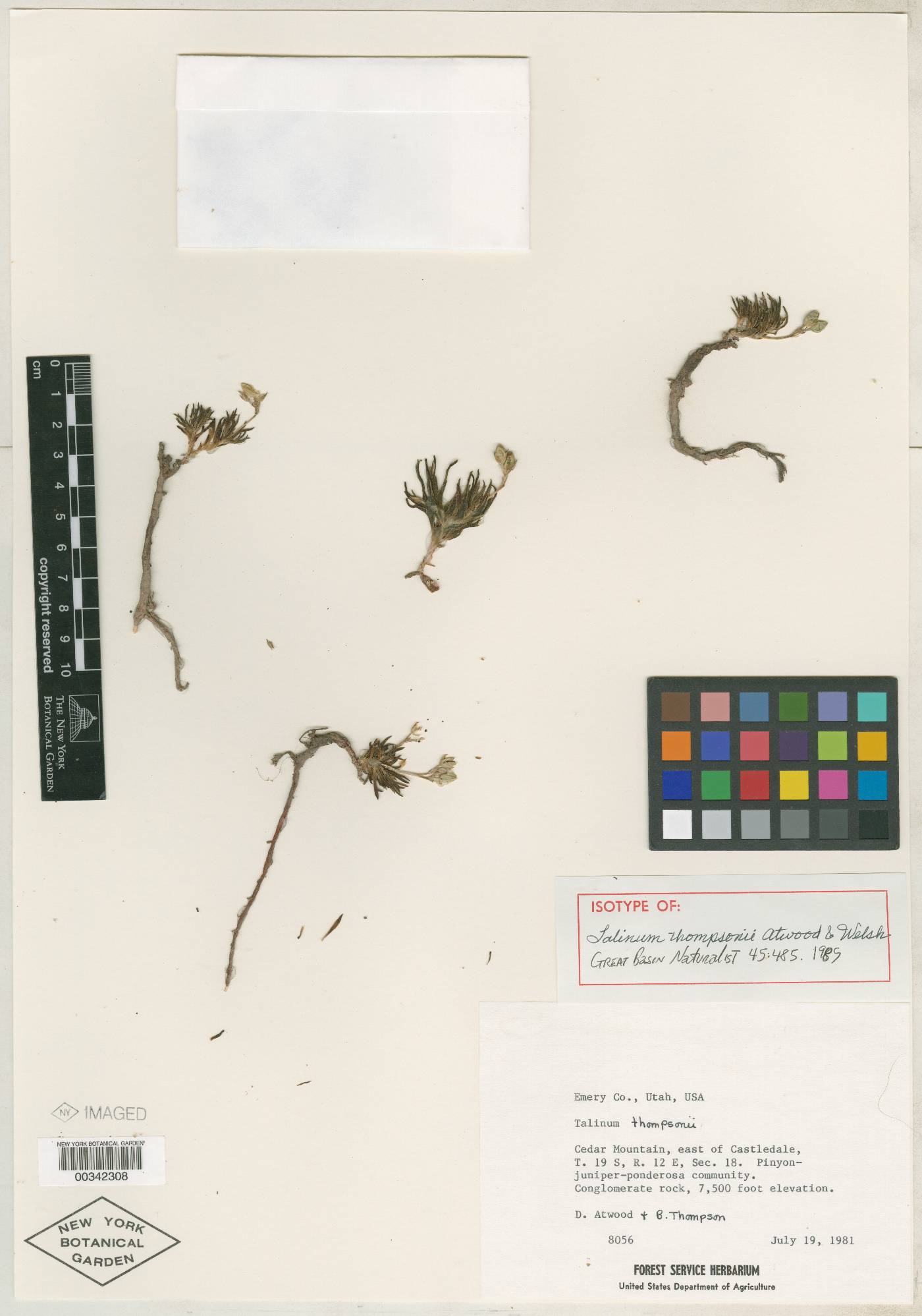 Talinum thompsonii image