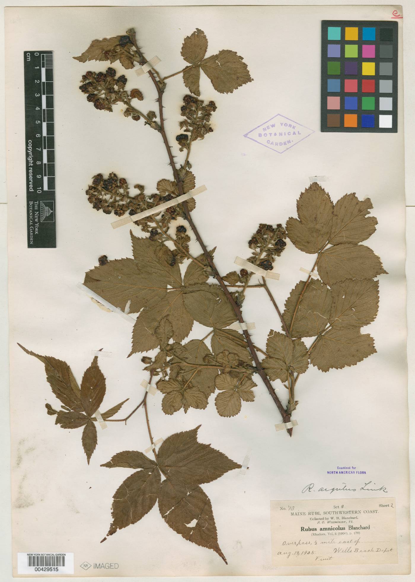 Rubus amnicola image