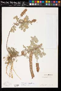 Dalea insignis image