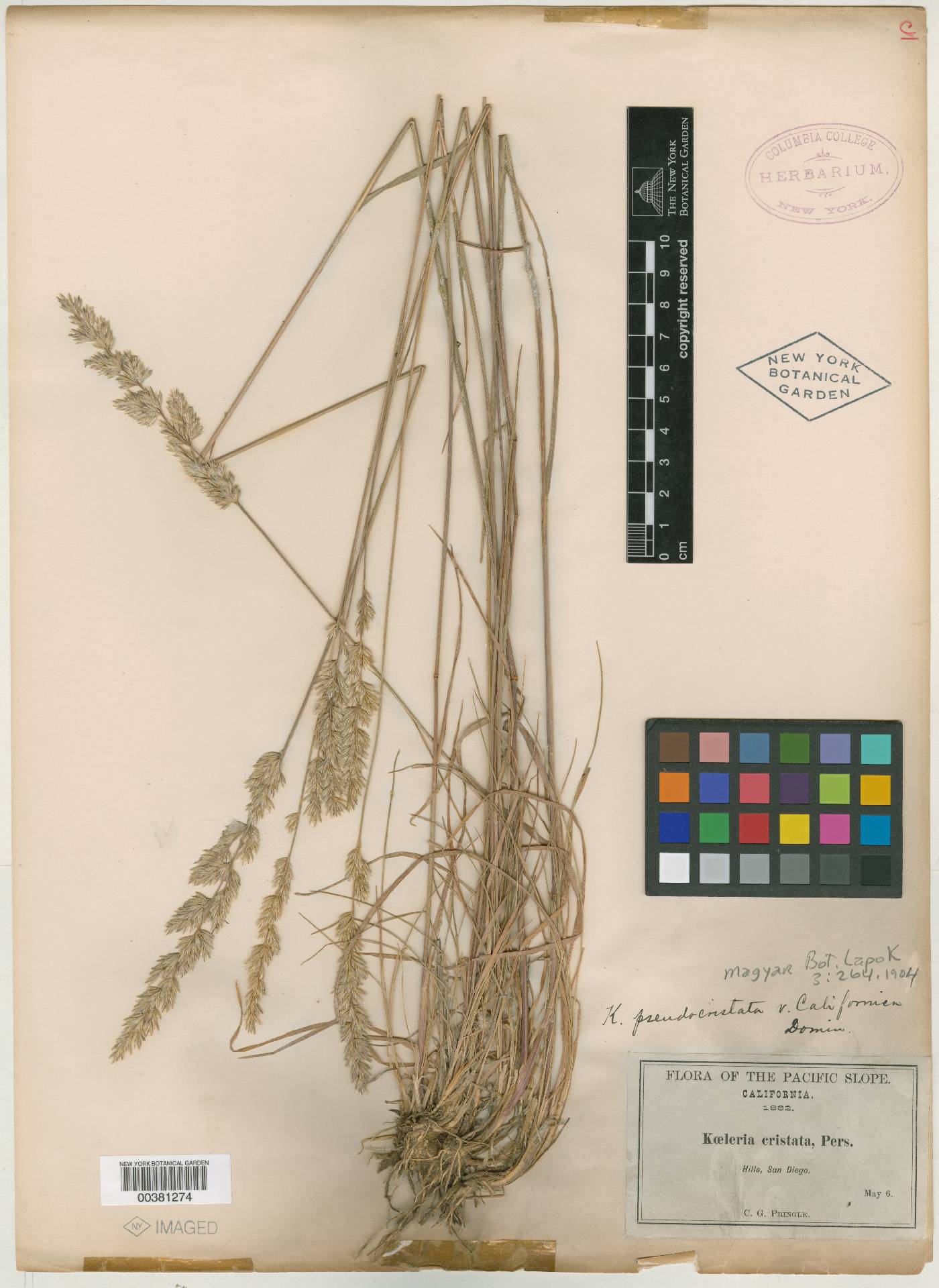 Koeleria pseudocristata image