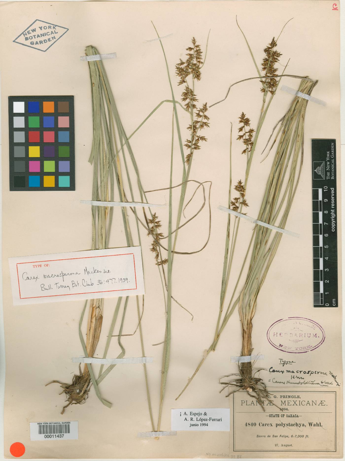 Carex humboldtiana image