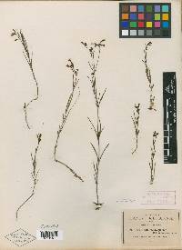 Bouvardia xestosperma image