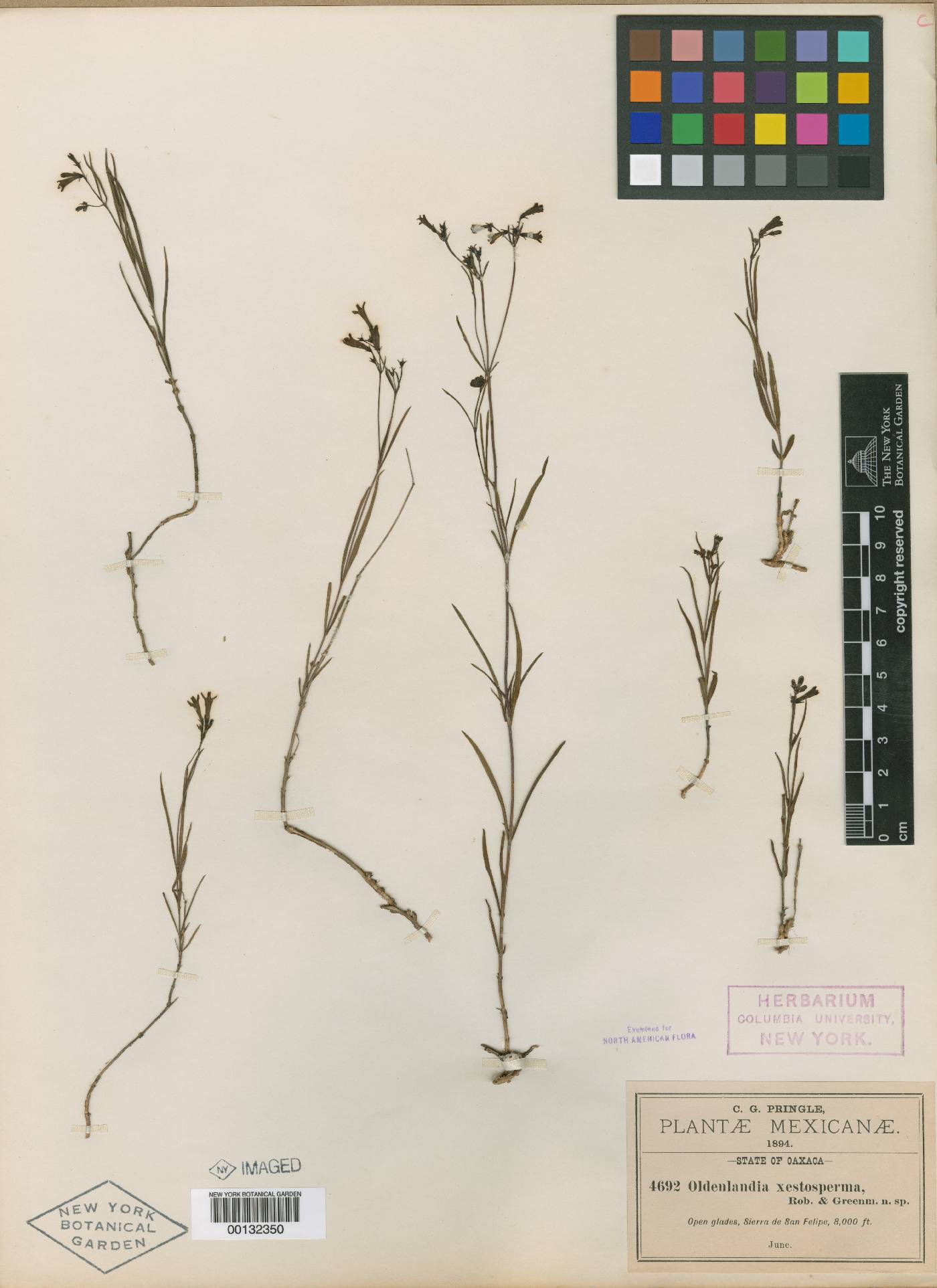 Bouvardia xestosperma image