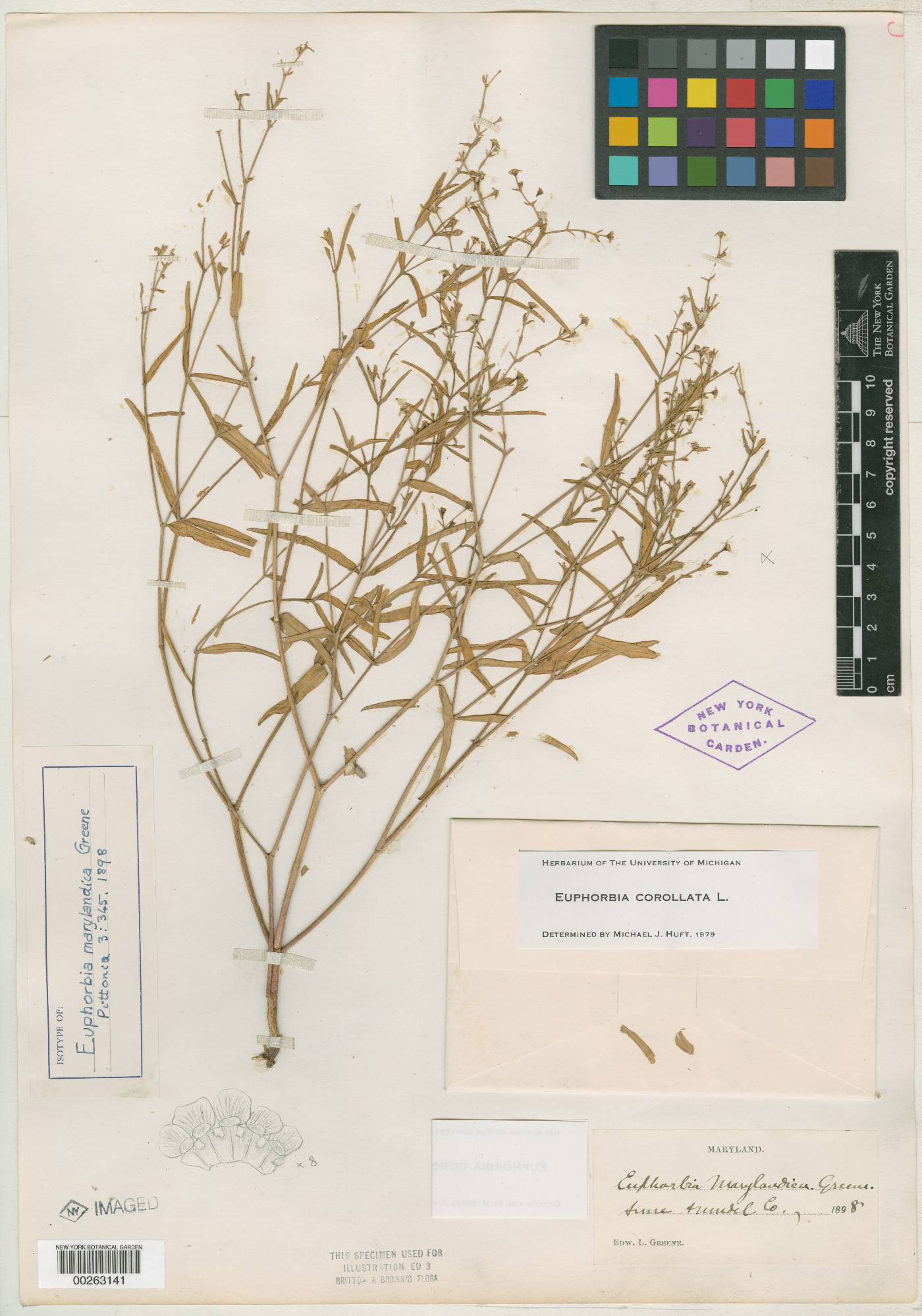 Euphorbia marilandica image