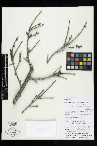 Keteleeria davidiana image
