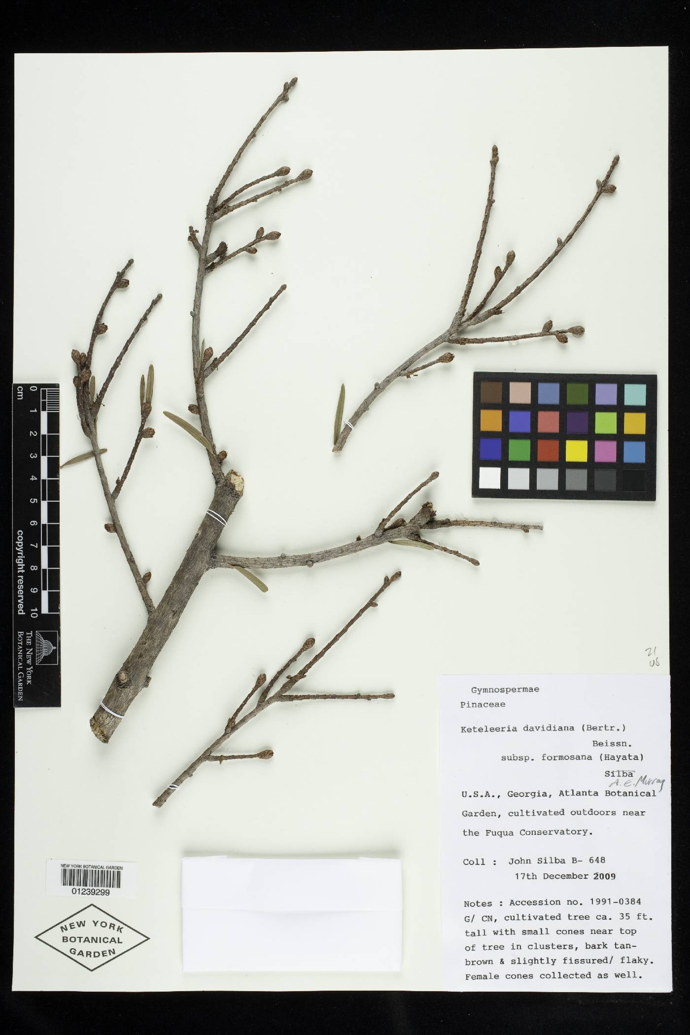 Keteleeria davidiana var. formosana image
