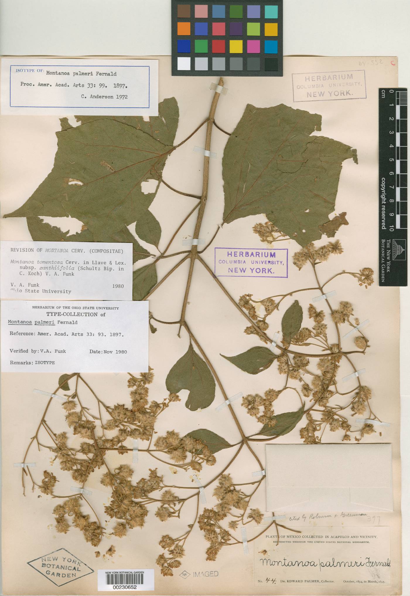 Montanoa tomentosa subsp. xanthiifolia image