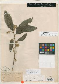 Styrax argenteus var. ramirezii image