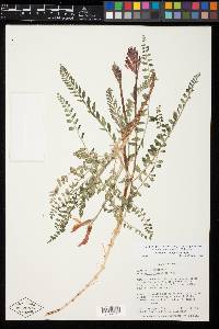 Astragalus sanguineus image