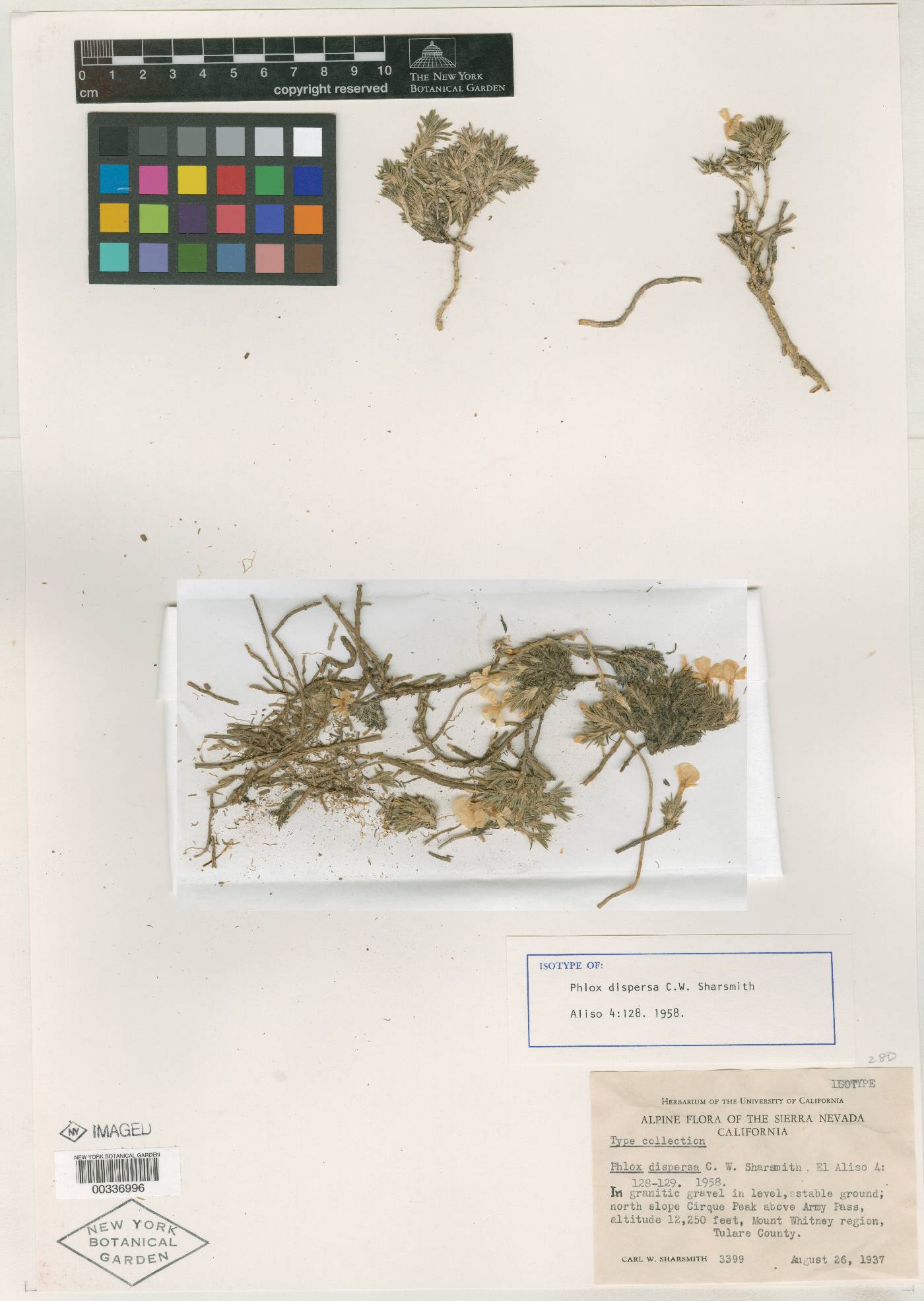 Phlox dispersa image