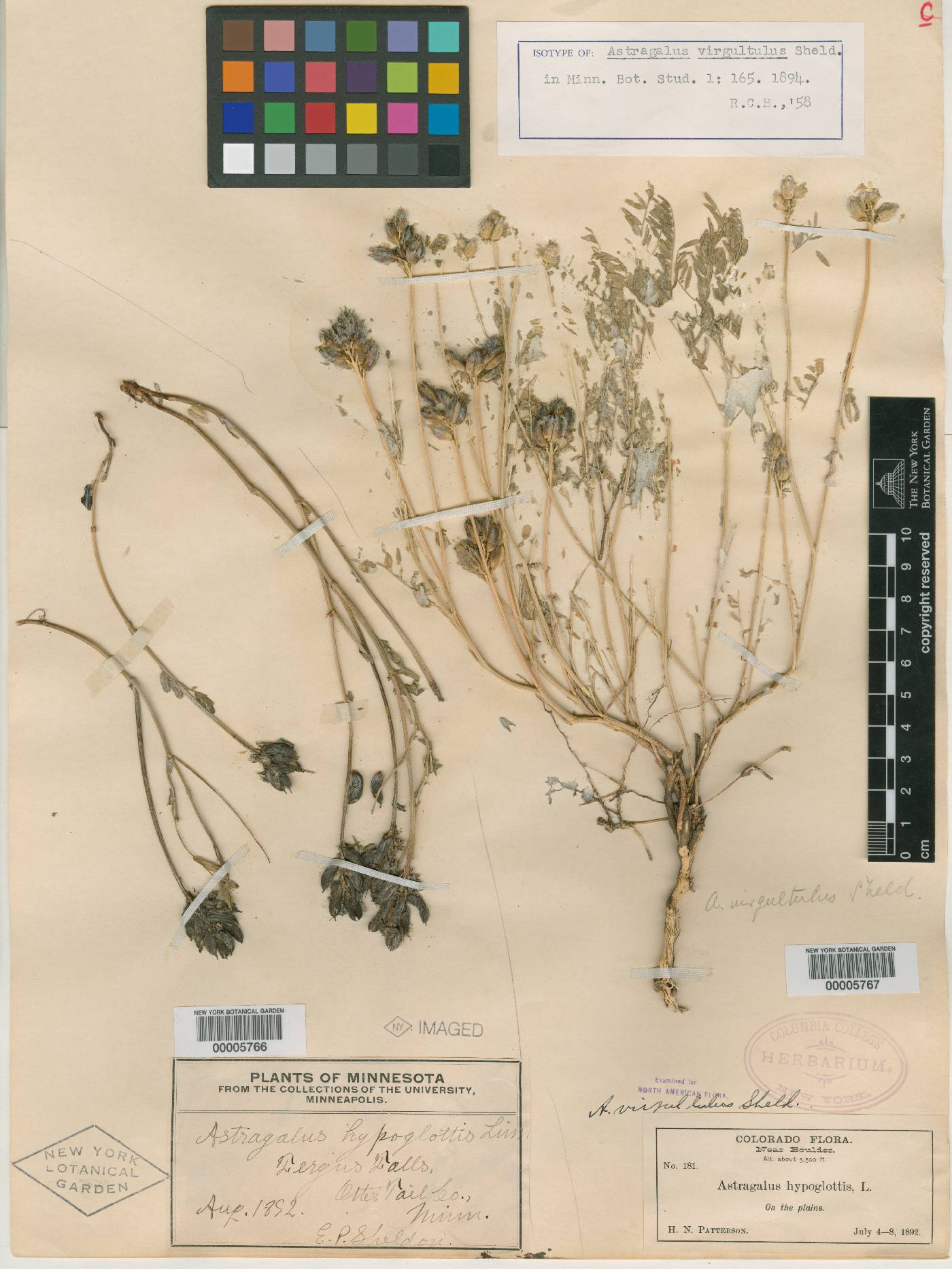 Astragalus virgultulus image