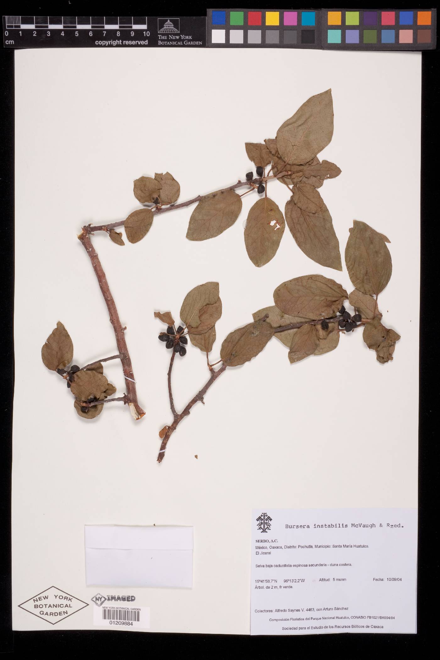 Bursera instabilis image