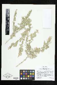 Atriplex garrettii image