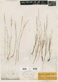 Muhlenbergia cuspidata image