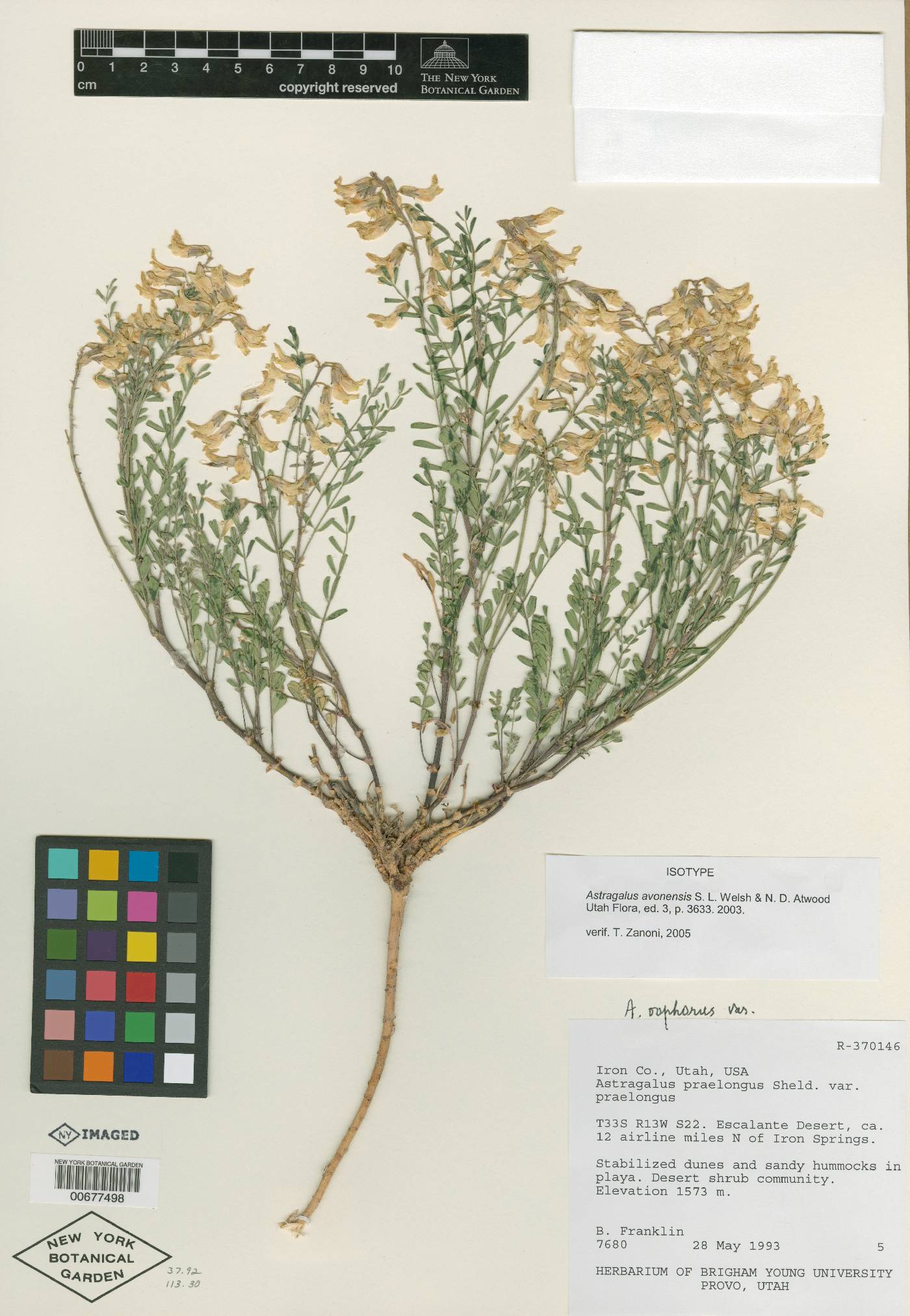 Astragalus avonensis image