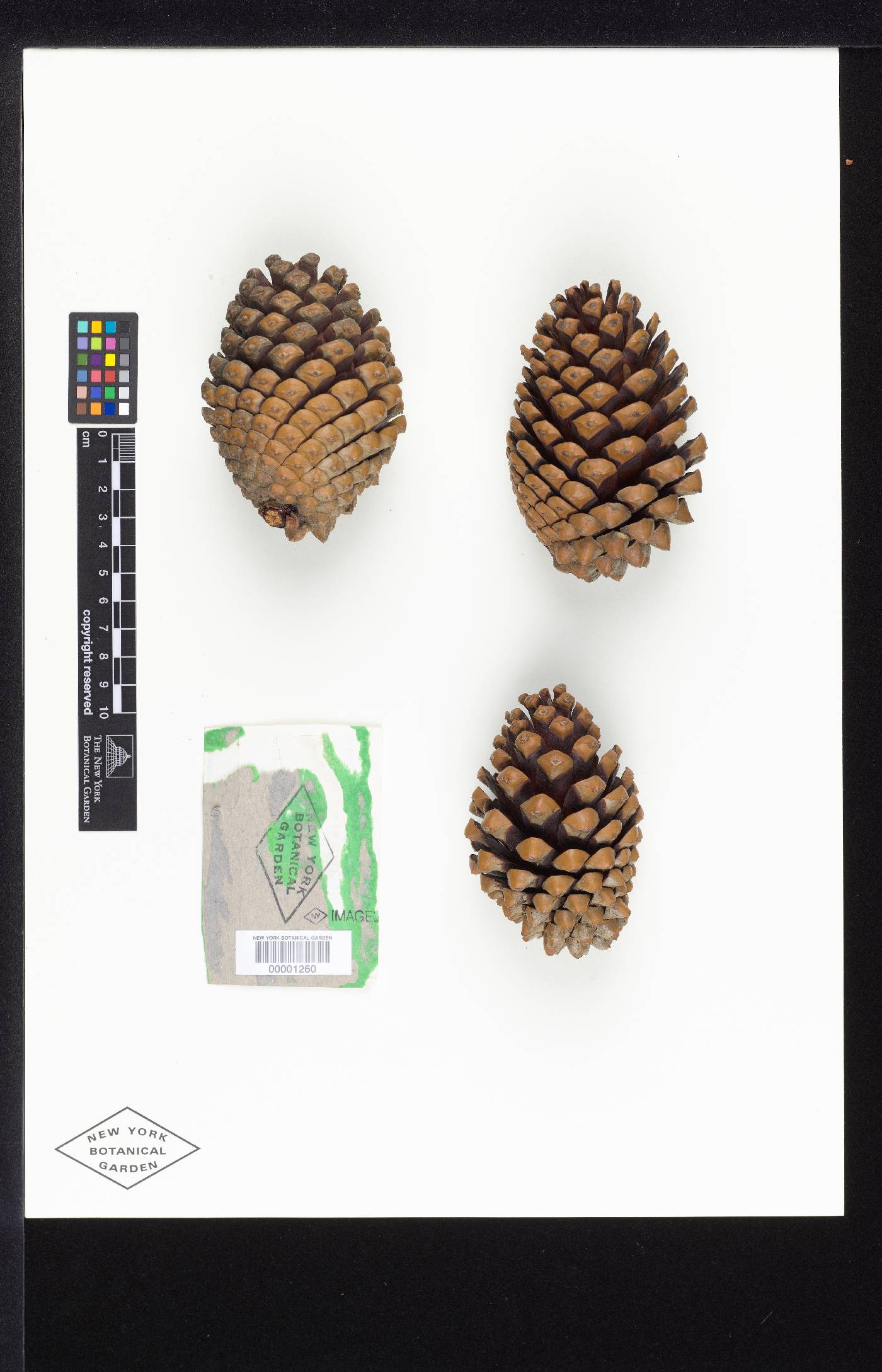 Pinus attenuradiata image