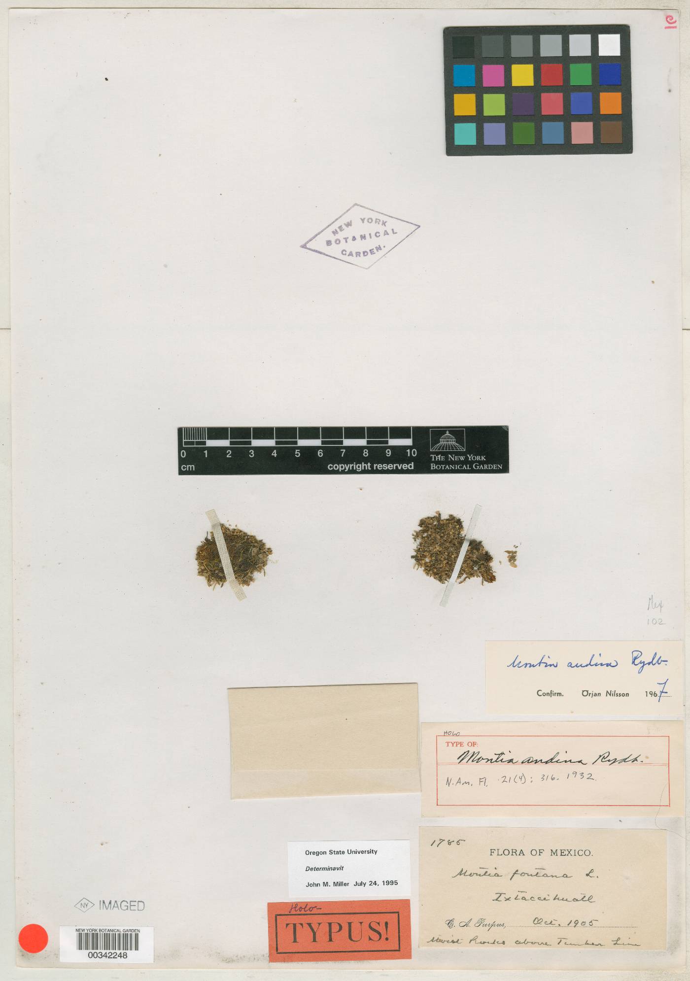 Montia fontana subsp. fontana image