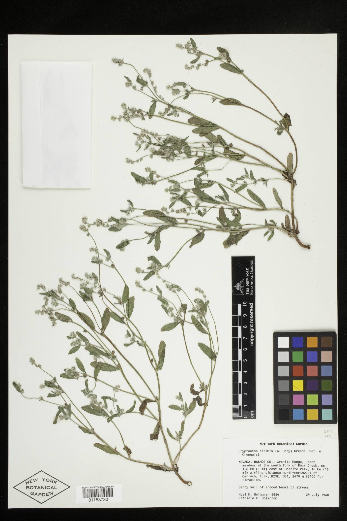 Cryptantha affinis image