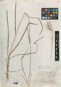 Andropogon bourgaei image