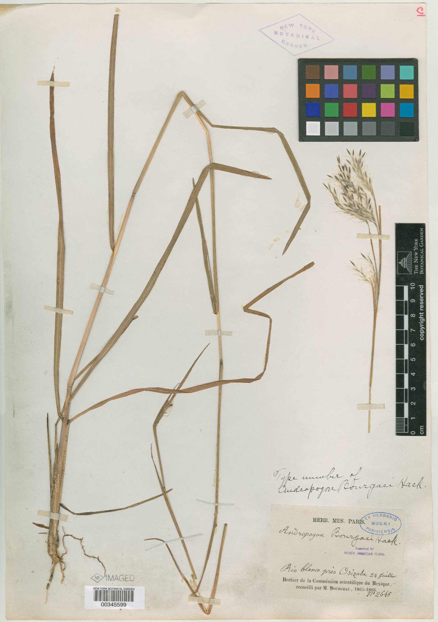 Andropogon bourgaei image