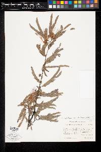 Calliandra magdalenae image
