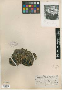 Echinocereus luteus image
