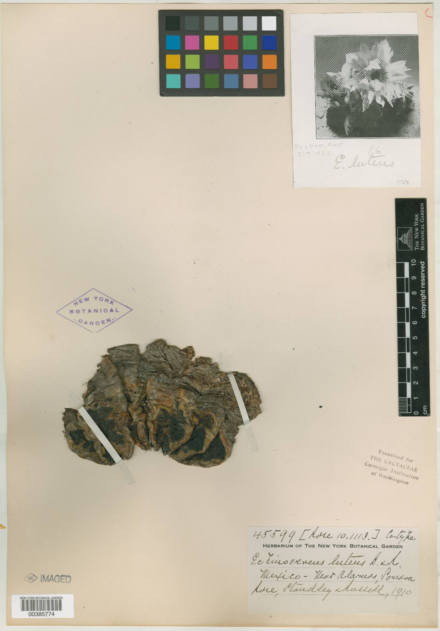 Echinocereus luteus image