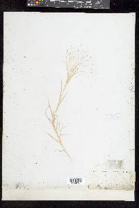 Muhlenbergia asperifolia image