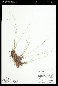 Juncus filiformis image