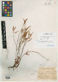 Image of Chamaecrista alamosensis
