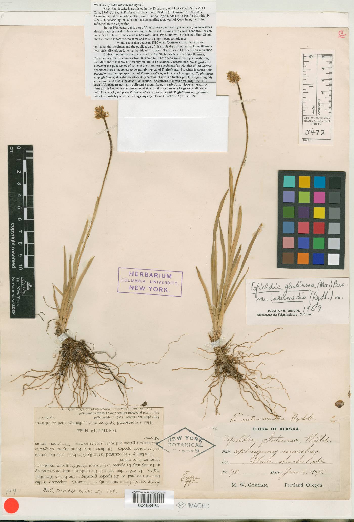 Tofieldia intermedia image
