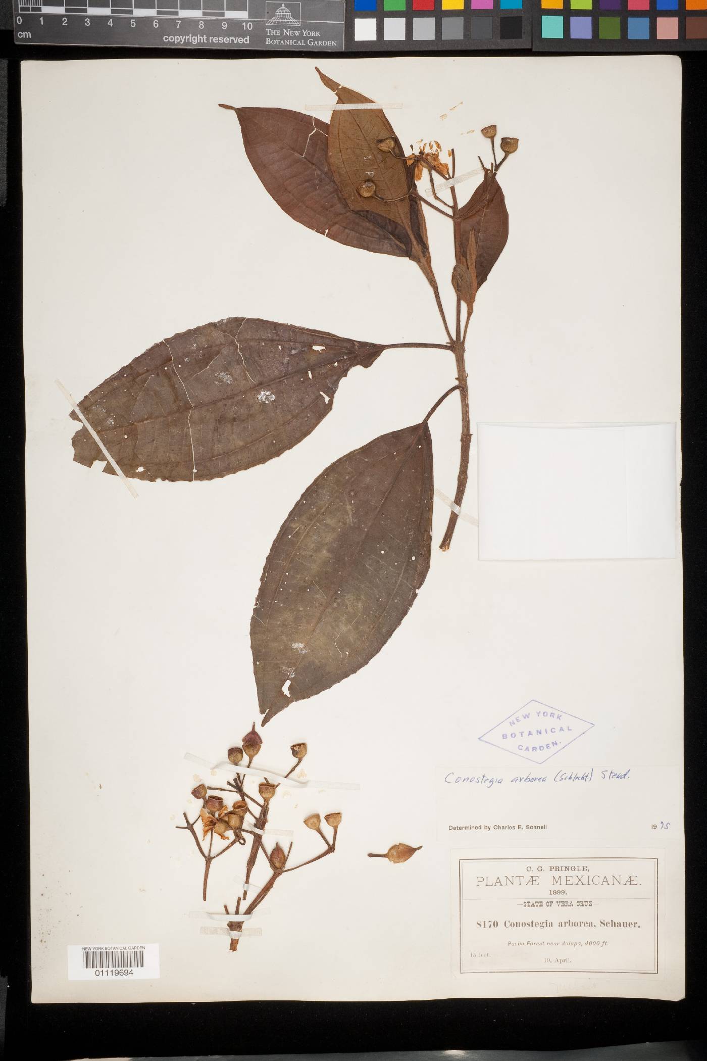 Conostegia arborea image