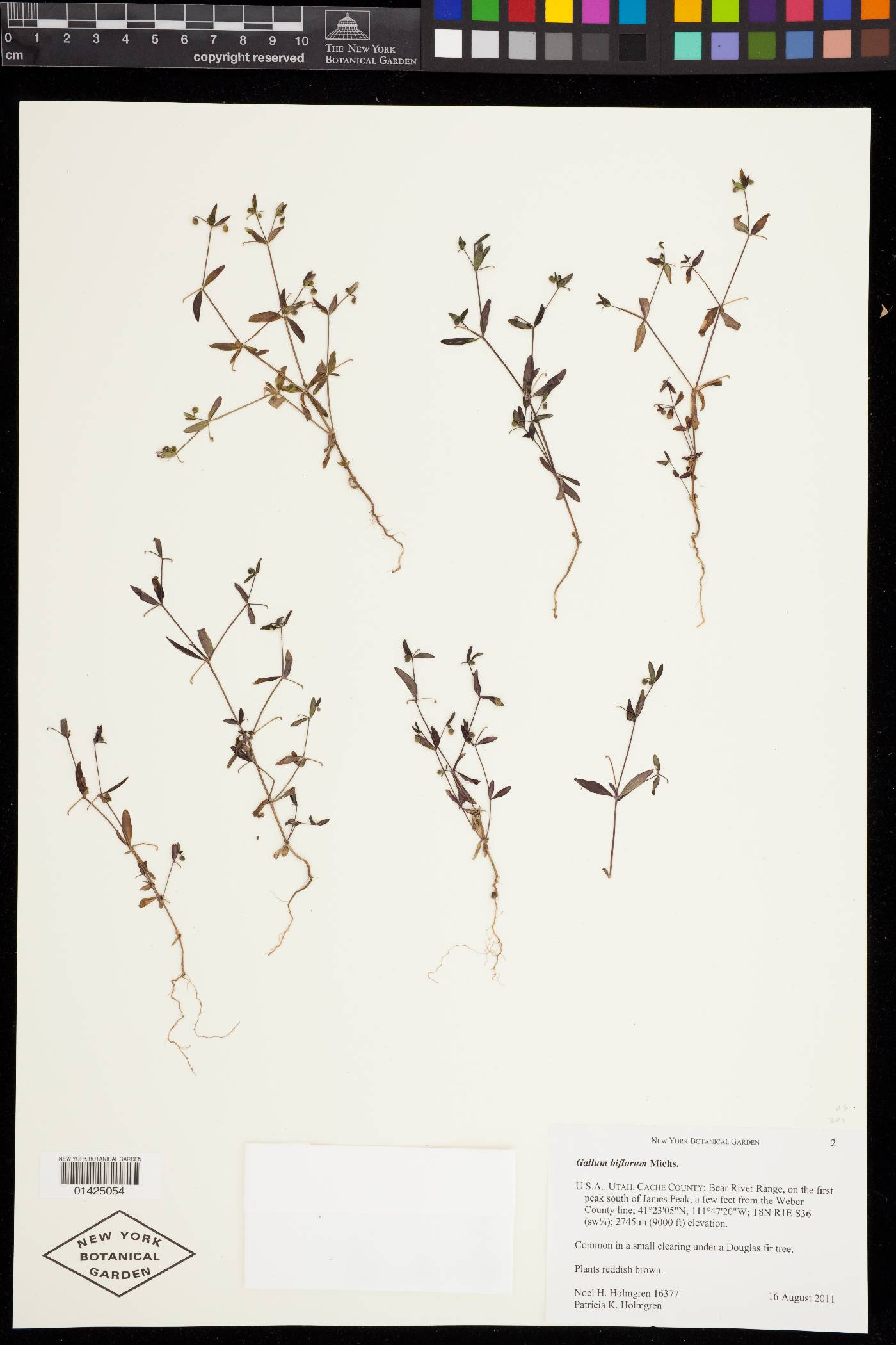 Galium biflorum image