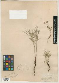 Cogswellia cusickii image