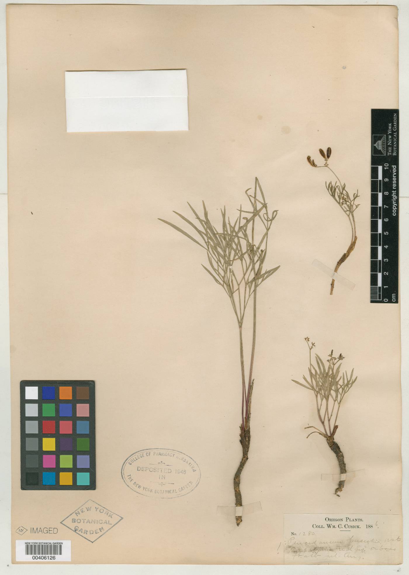 Cogswellia cusickii image