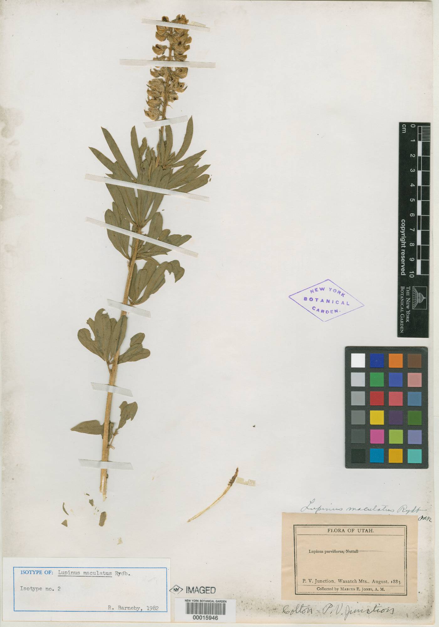 Lupinus maculatus image