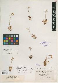 Saxifraga cespitosa image