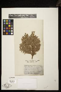 Thuja occidentalis image