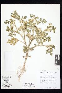 Solanum heterodoxum var. novomexicanum image