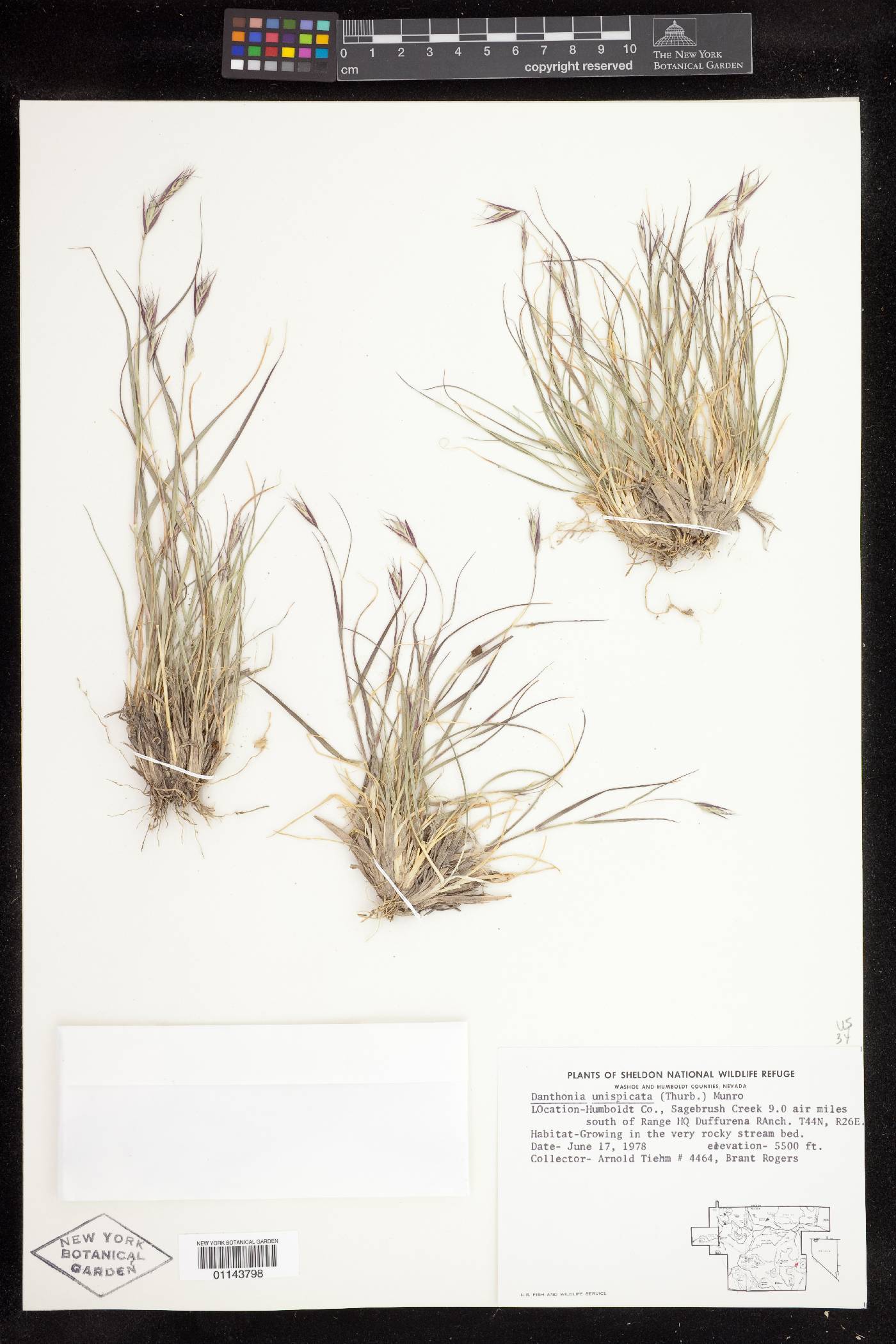 Danthonia unispicata image