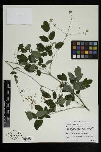 Thalictrum pubescens image