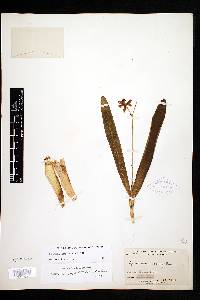 Prosthechea fuertesii image